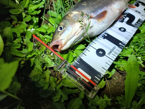 マルタウグイの釣果