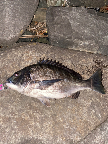 チヌの釣果