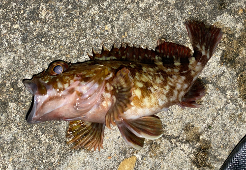 カサゴの釣果