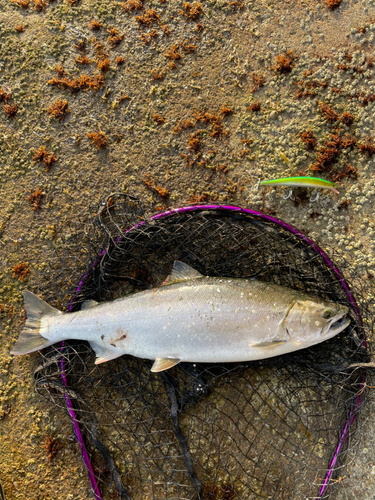 サクラマスの釣果