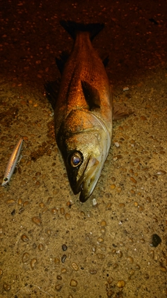 シーバスの釣果