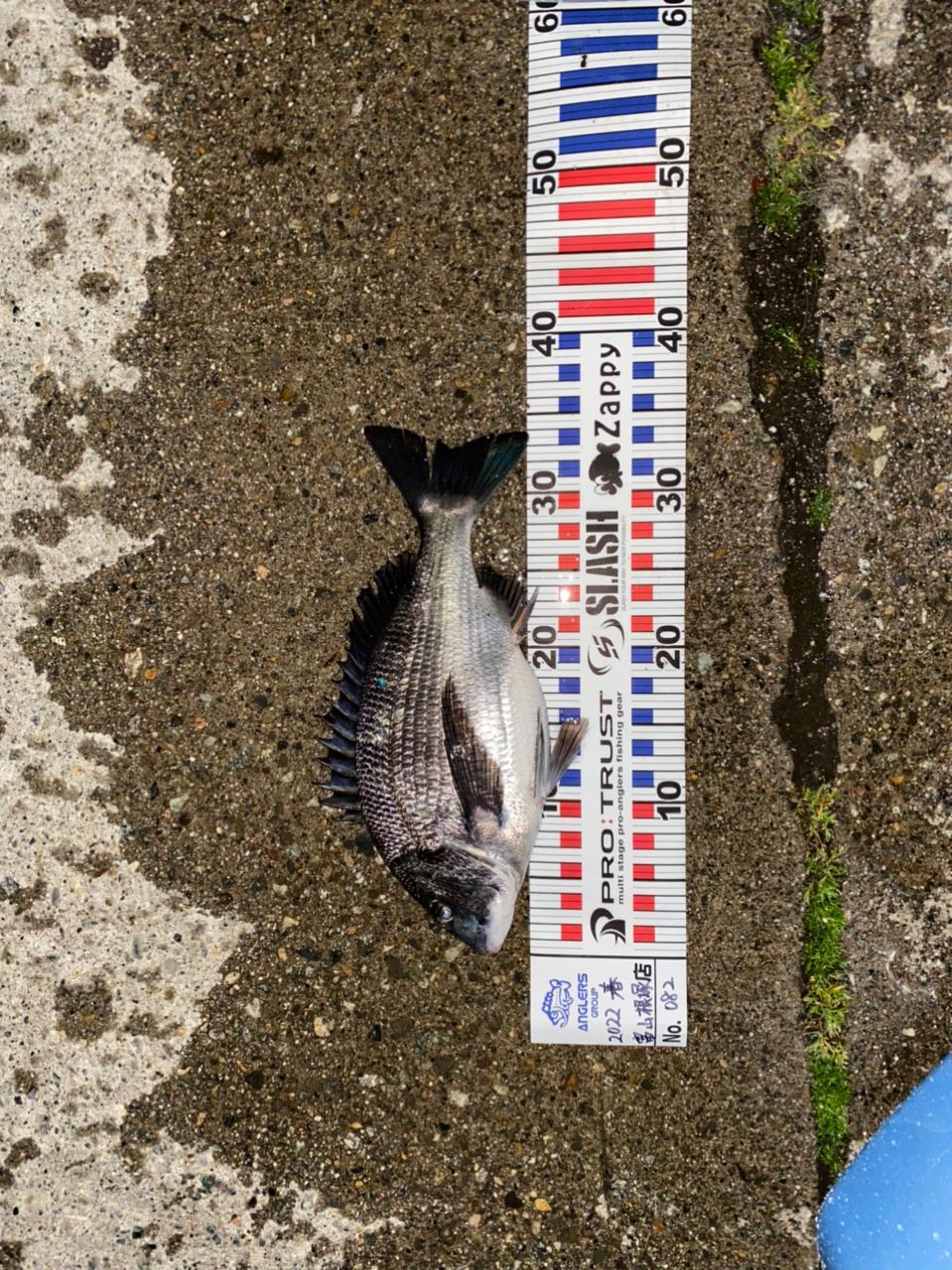 クロダイ