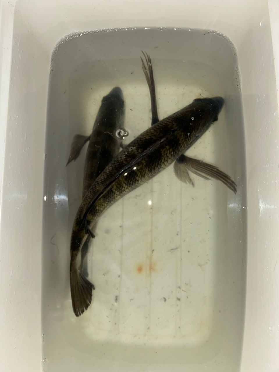 クロダイ