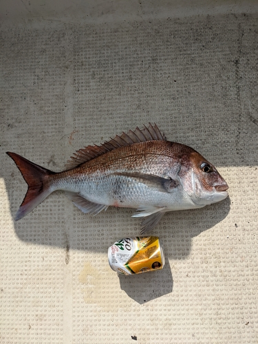 マダイの釣果