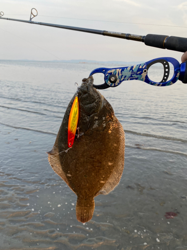 カレイの釣果