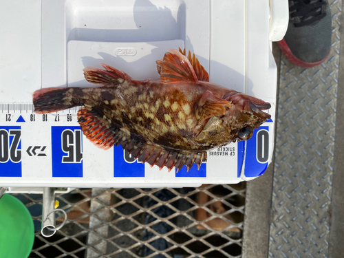 カサゴの釣果