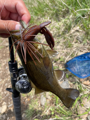 スモールマウスバスの釣果