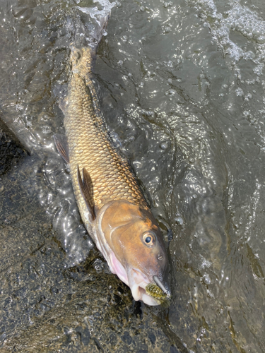 ニゴイの釣果