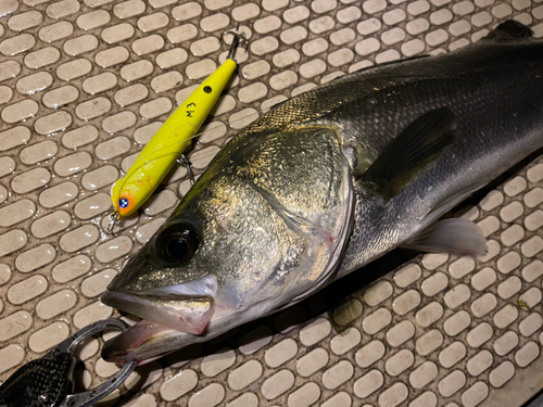 シーバスの釣果