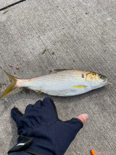 コノシロの釣果