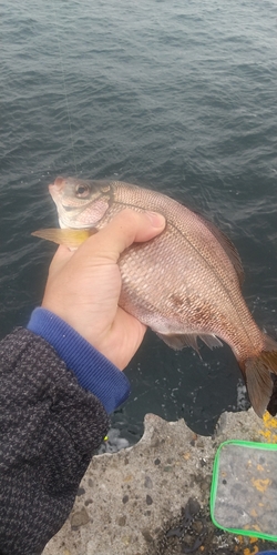 ウミタナゴの釣果