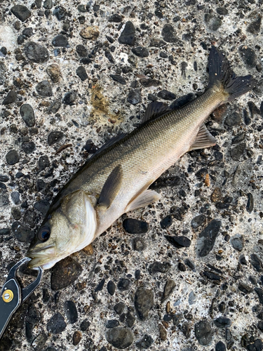 スズキの釣果