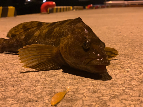 アイナメの釣果