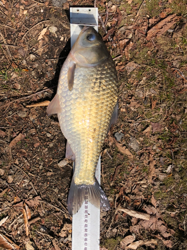 ヘラブナの釣果