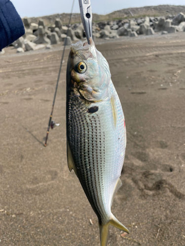 コノシロの釣果