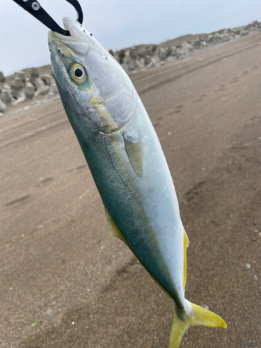 イナダの釣果