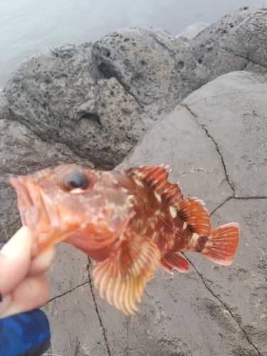 カサゴの釣果