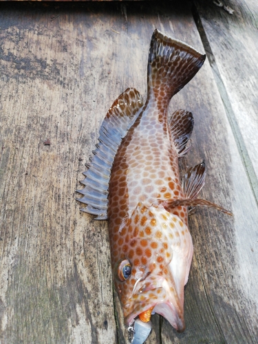 オオモンハタの釣果