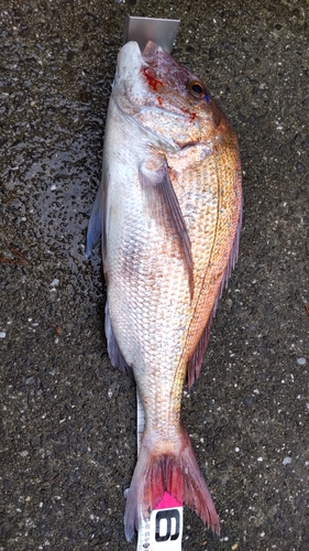 タイの釣果