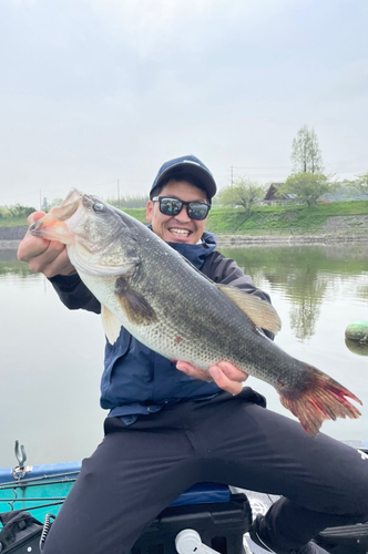 ブラックバスの釣果