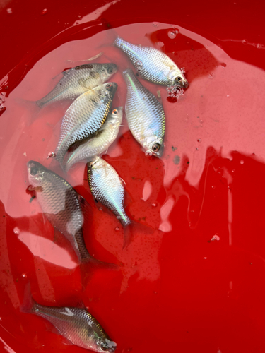 タイリクバラタナゴの釣果