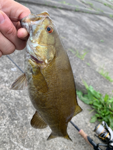 スモールマウスバスの釣果