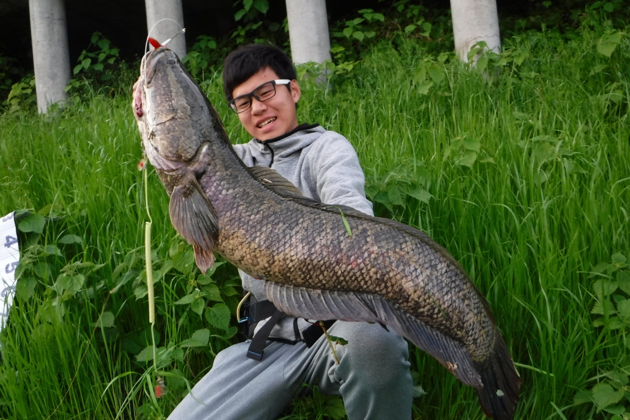 ZEN太郎 さんの 2022年04月21日のライギョの釣り・釣果情報(愛知県 - 愛知県一宮市近辺) - アングラーズ |  釣果600万件の魚釣り情報サイト