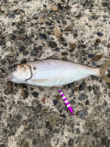 コノシロの釣果