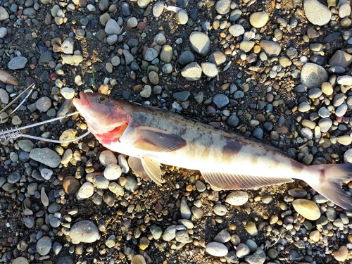 ホッケの釣果