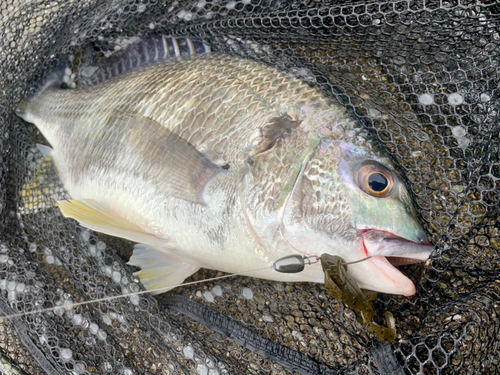 キビレの釣果