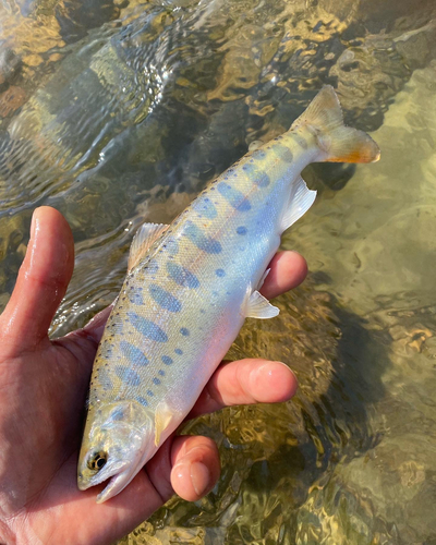 ヤマメの釣果