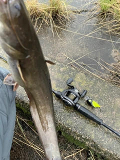 ナマズの釣果