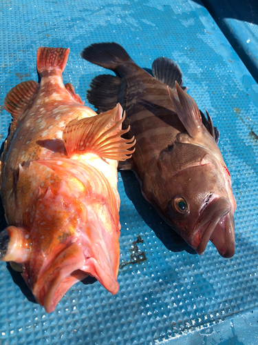 アオハタの釣果