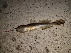 ハゼの釣果