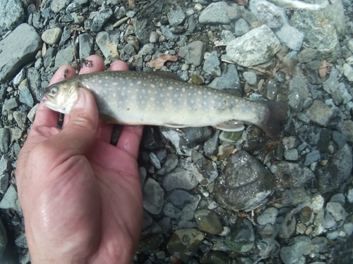 イワナの釣果