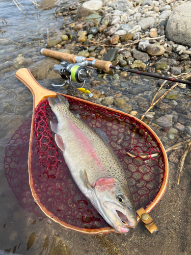 ニジマスの釣果