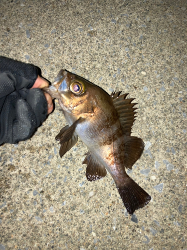 メバルの釣果