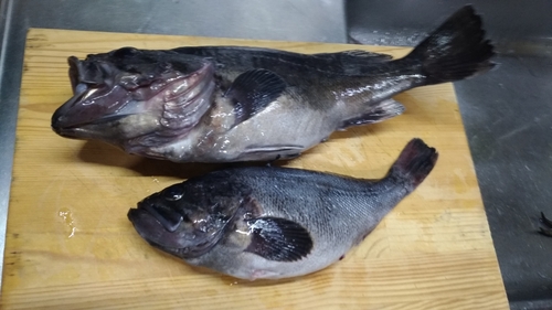 クロソイの釣果