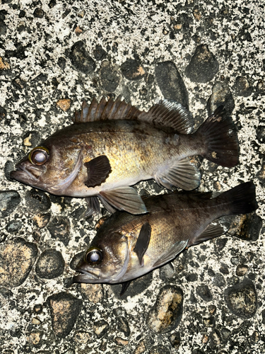 シロメバルの釣果