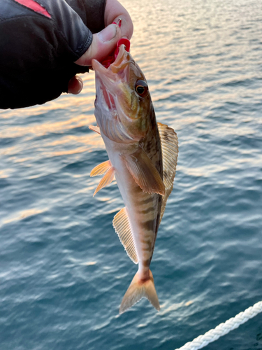 ホッケの釣果