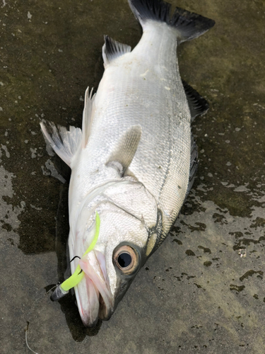 ヒラスズキの釣果