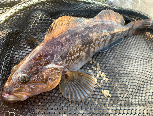 アイナメの釣果