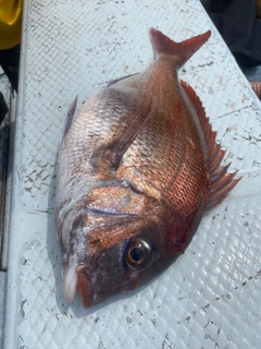 タイの釣果