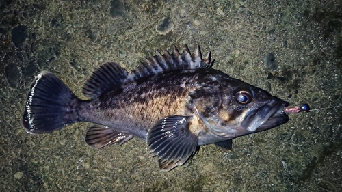 クロソイの釣果