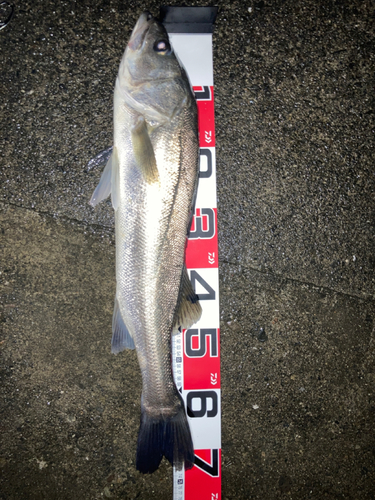 シーバスの釣果