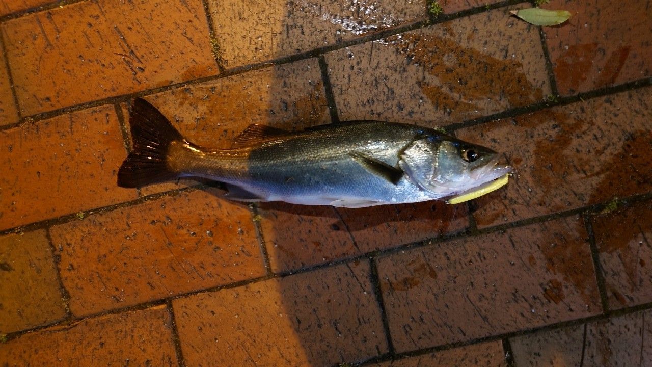 セイゴ（マルスズキ）