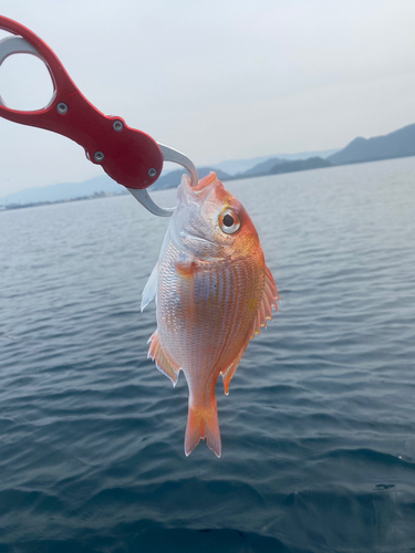 レンコダイの釣果