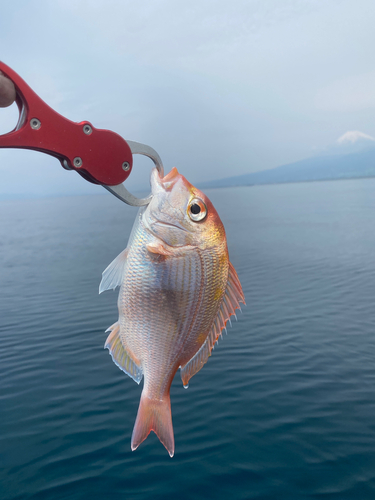 レンコダイの釣果