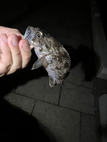 クロソイの釣果