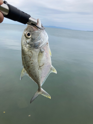 ロウニンアジの釣果